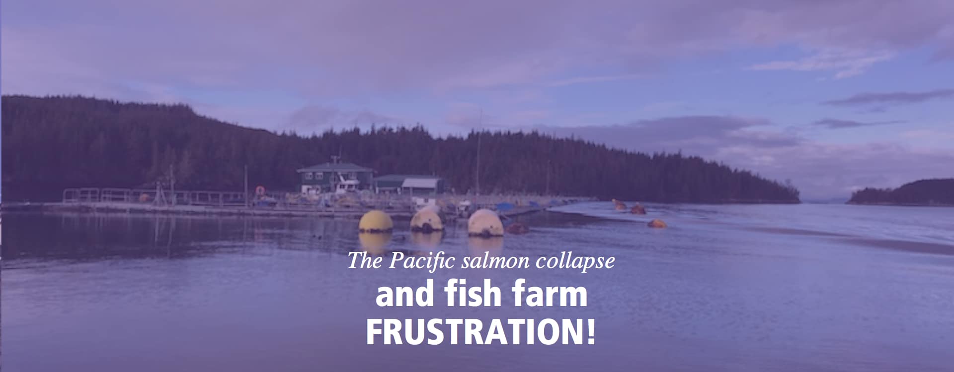 Pacific salmon collapse and fish farm frustration!