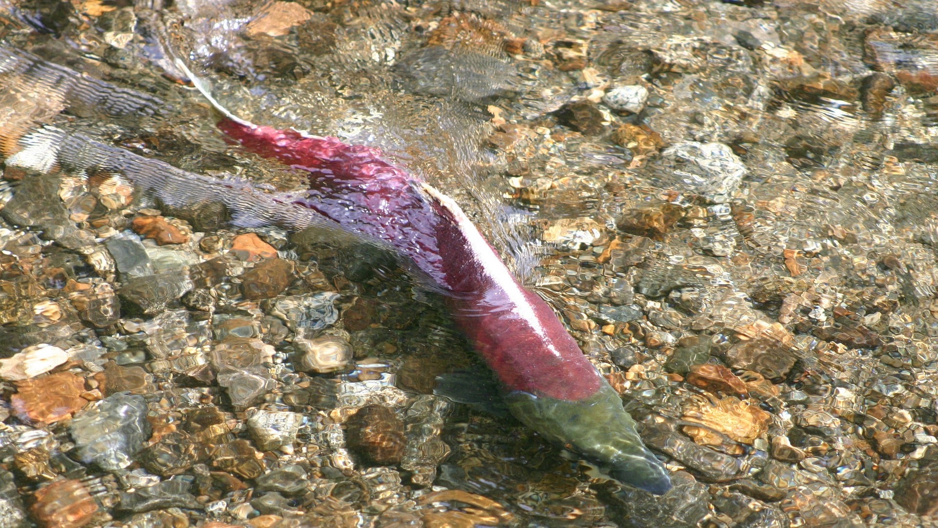 MLA Column: Wild salmon need urgent protection