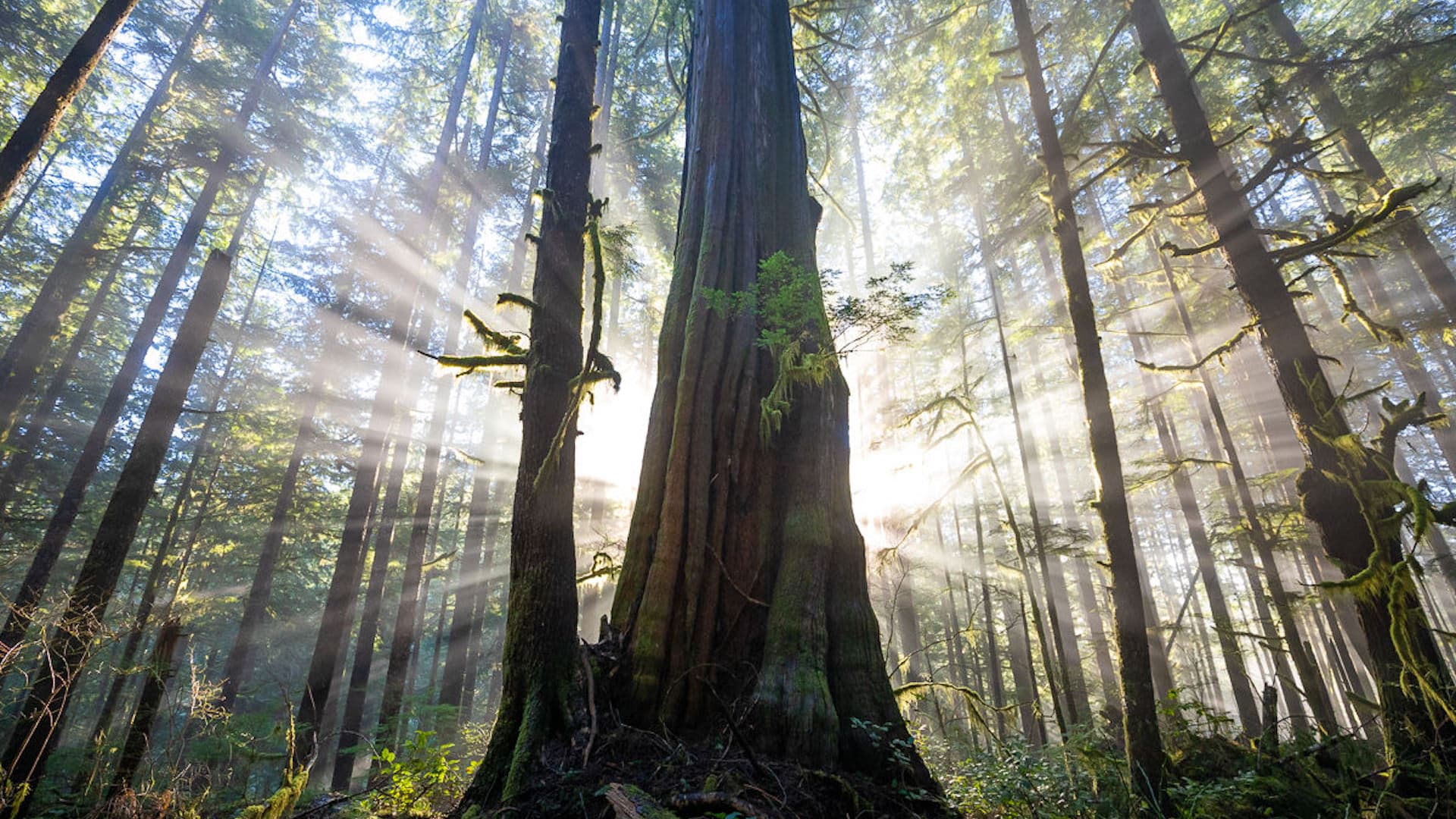 Minister wants your input on future of British Columbia forests