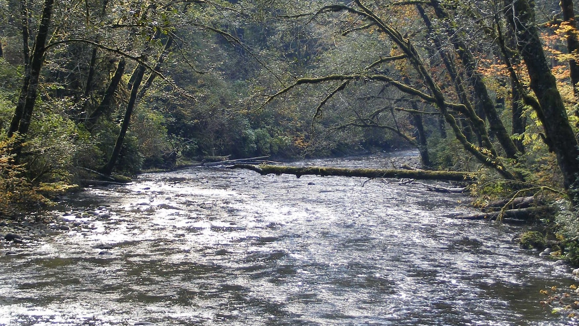 Investing in salmon habitat