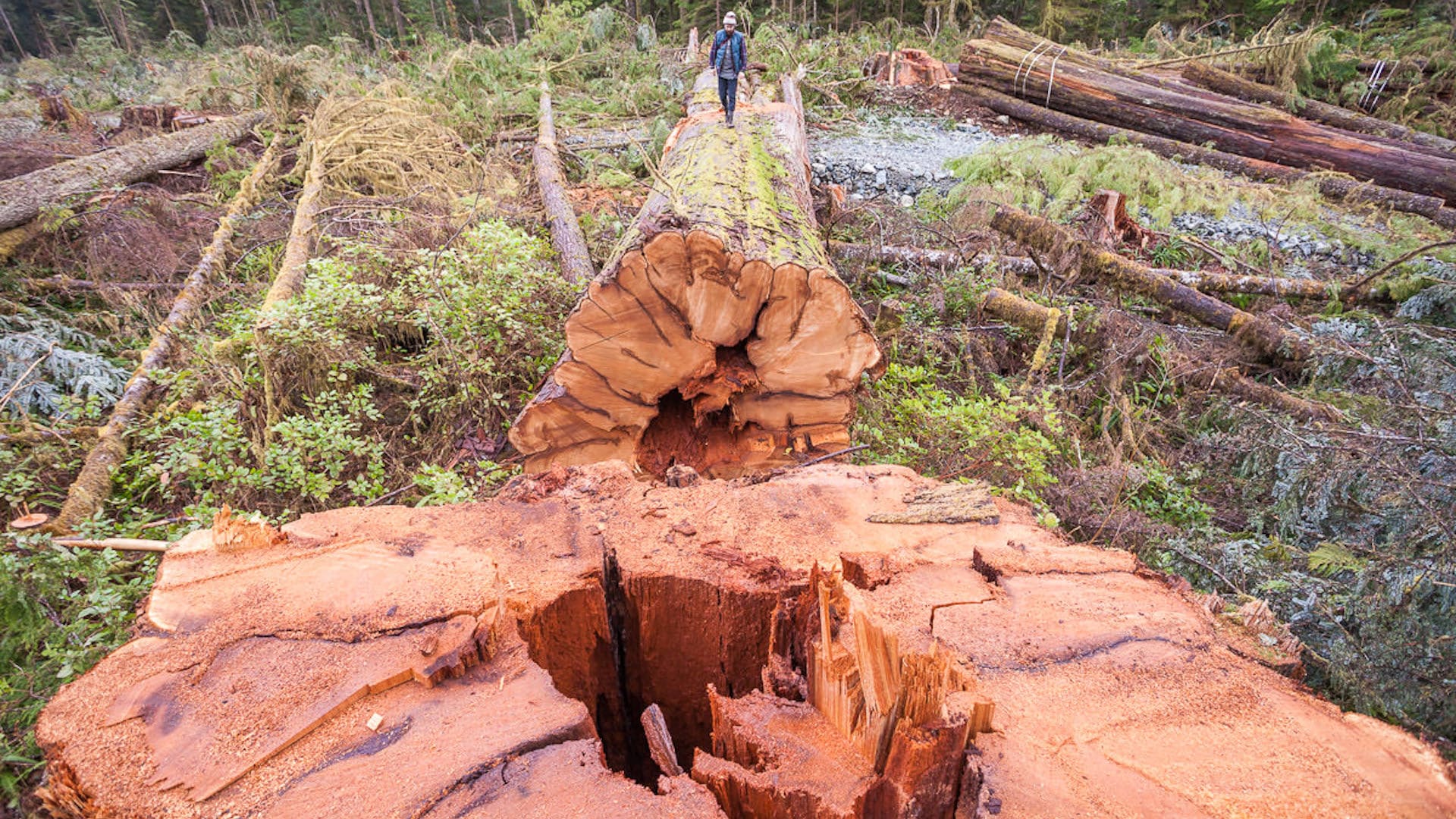 MLA COLUMN: Can't see the forest for the trees