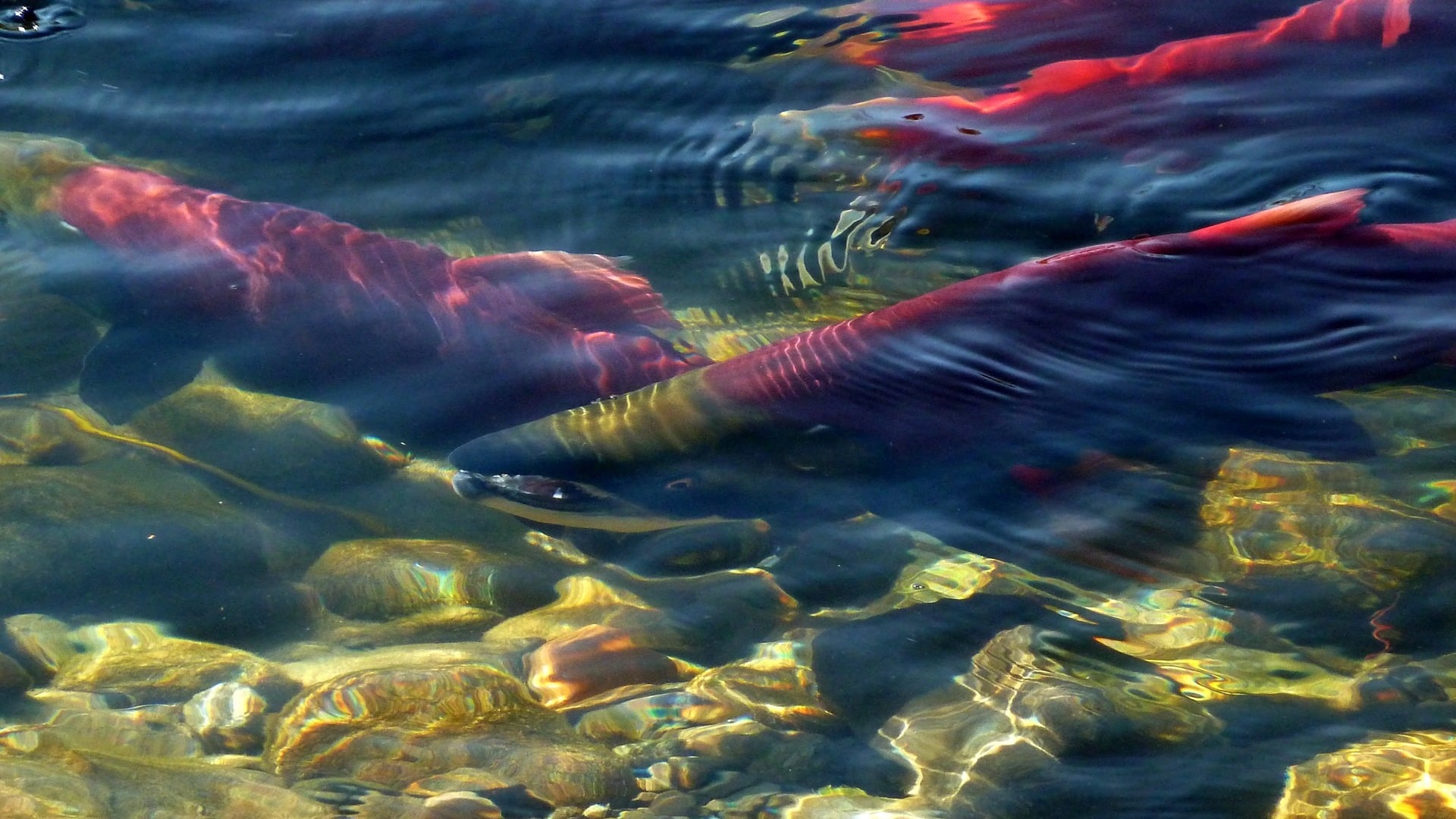 Shocking salmon returns to the Fraser
